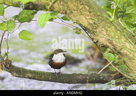 White throated dipper Cinclus cinclus in tree branches Dovedale Peak District National Park Derbyshire England Stock Photo