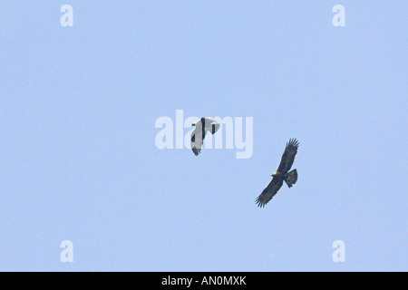 Golden eagle Aquila chrysaetos adults in flight Corsica France Stock Photo