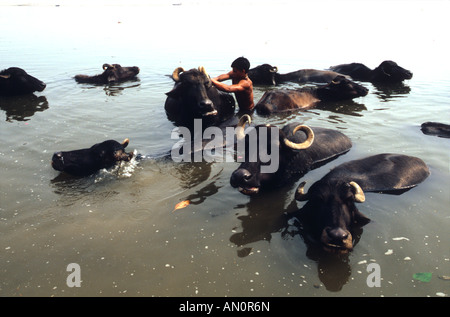 Man washing his buffle into the Ganges river Stock Photo