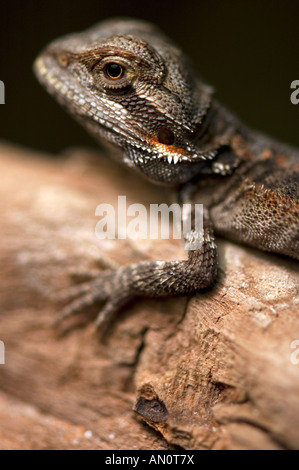 A baby bearded dragon Stock Photo