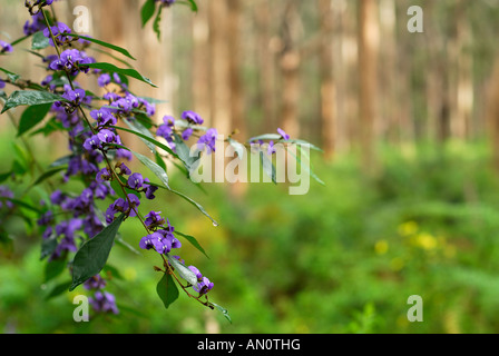 A flower in the Boranup Forest, near Margaret River, Western Australia. Stock Photo