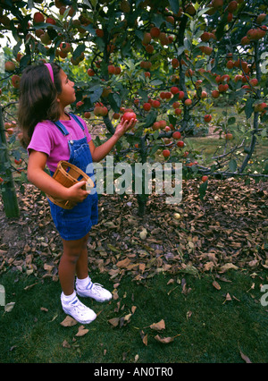 9 YEAR OLD GIRL PICKING APPLES FROM TREE PENNSYLVANIA Stock Photo