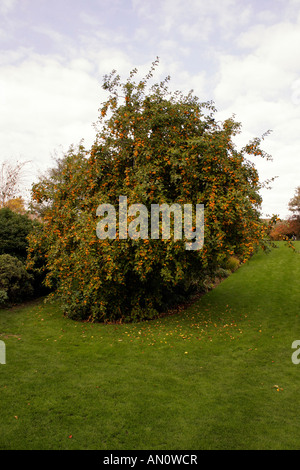 MALUS BUTTERBALL. CRAB APPLE TREE IN AUTUMN. Stock Photo