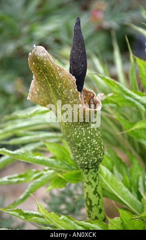 Voodoo Lily Amorphophallus kiusianus Araceae Rare Aroid Found Only on the Island of Kyushu Japan Stock Photo