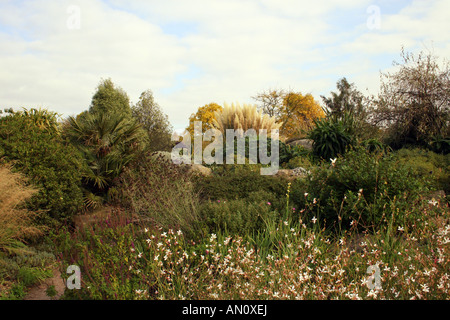 GRASSES AND SHRUBS GROWING IN AN AUTUMN DRY GARDEN. RHS HYDE HALL ESSEX. Stock Photo