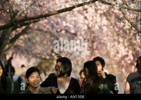 Asian women enjoy Japanese cherry tree blossom festival surrounding tidal basin Washington DC District of Columbia Stock Photo