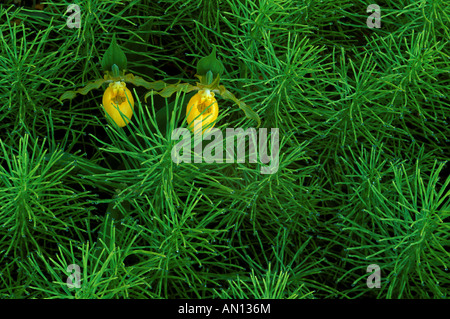 USA, Michigan, Upper Peninsula, Pair of yellow lady's slipper orchids amid Equisetum or horsetail ferns in springtime. Stock Photo