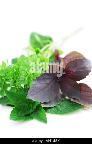 various leaves and twigs of basil plants isolated on white background ...