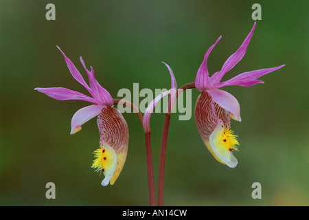 USA, Michigan, Upper Peninsula, Pair of calypso orchids. Stock Photo