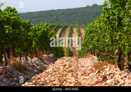 Rows of vine in the vineyard. Lime stone limestone based very white ...