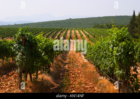 Rows of vine in the vineyard. Lime stone limestone based very white ...