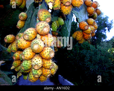 Prickly Pear cactus Opuntia maxima bearing fruit Mijas Málaga Province Spain Stock Photo