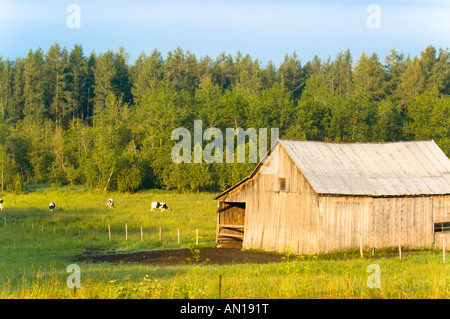 An old little barn with cows in the pasture located in Siegas New-Brunwick Canada along the highway. Stock Photo