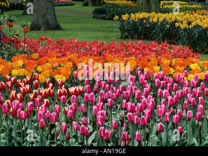 Tulips, Keukenhof Garden, Lisse, Netherlands. Stock Photo