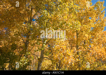 Birch trees in Autumn, California Stock Photo
