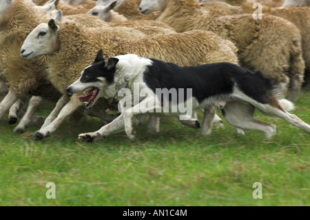 Collie sheepdog rounding sheep up Stock Photo