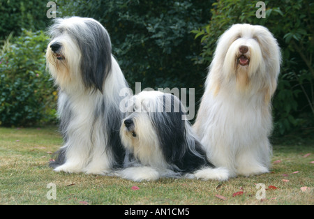 THREE BEARDED COLLIES ONE LYING DOWN AND TWO SITTING ENGLAND Stock Photo