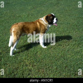 St bernard deals kennel club