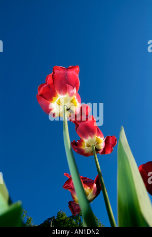 Red Flash picture of red tulips against blue cloudless sky Landmark of Hamburg Germany wide angle view Stock Photo