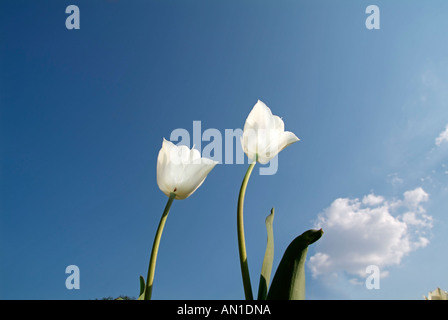 whiteFlash picture of white tulips against blue cloudless sky Landmark of Hamburg Germany wide angle view Stock Photo