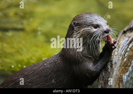 Asian short clawed short-clawed otter portrait close-up close up closeup Amblonyx Cinereus showing paws being used to eat Stock Photo