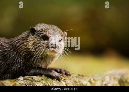 Asian short clawed short-clawed otter portrait close-up close up closeup Amblonyx Cinereus showing paws Stock Photo