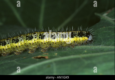 Large White caterpillar Stock Photo