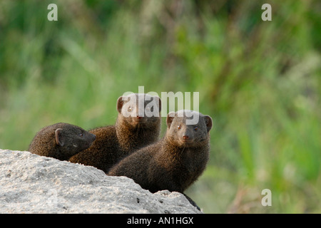 Dwarf mongoose family peering out from behind a rock Stock Photo
