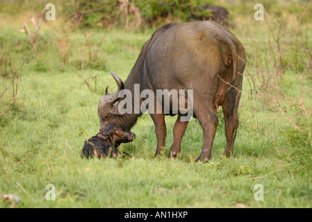 A buffalo calf standing Stock Photo - Alamy
