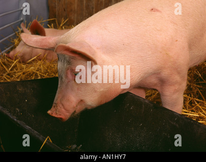 160 200 LB MEDIUM WEIGHT PIG EATING FROM TROUGH PENNSYLVANIA Stock Photo