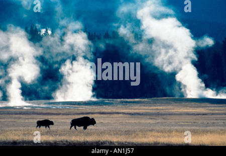 American bison, buffalo (Bison bison), mother with calf with geysers in the background, USA, Wyoming, Yellowstone NP Stock Photo