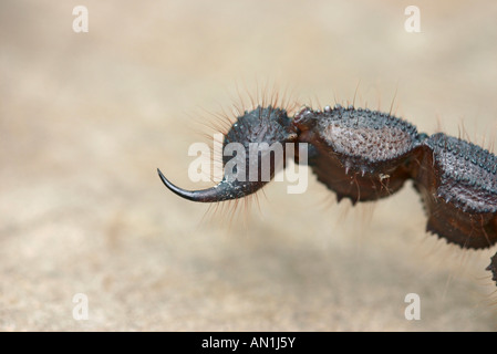 Close-up of the sting on a Black Hairy Thick-tailed Scorpion (Buthidae - Parabuthus transvaalicus) Stock Photo