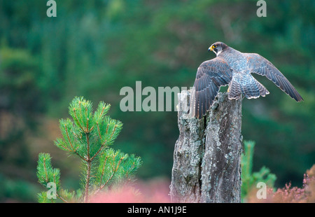 peregrine falcon (Falco peregrinus), sitting on a post, United Kingdom, Scotland, Highlands Stock Photo