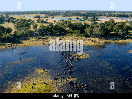 Aerial view of a large herd of buffalo crossing shallow water to reach an island in the Okavango delta Stock Photo