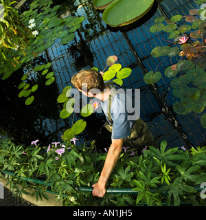 santa cruz giant water lily gardener Stock Photo