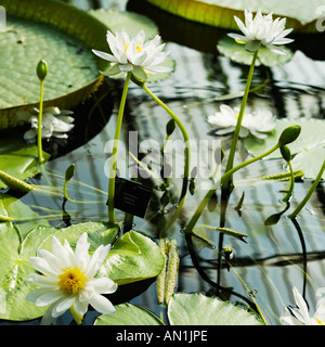 skylight reflecting on lily pond Stock Photo