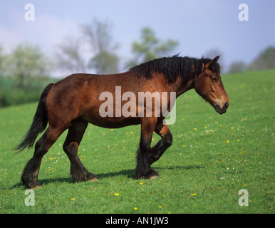 Ardenne horses - wildlife in France