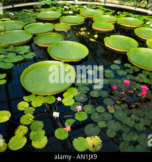 various water lily species Stock Photo