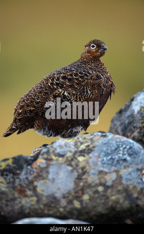 red grouse (Lagopus lagopus scoticus), female standing on stone dyke, United Kingdom, Scotland, Deeside Stock Photo