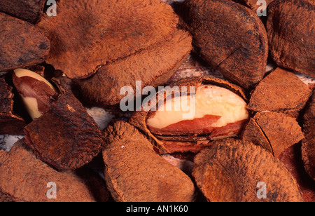 Brazil nut, butter nut, cream nut, para nut (Bertholletia excelsa) Stock Photo