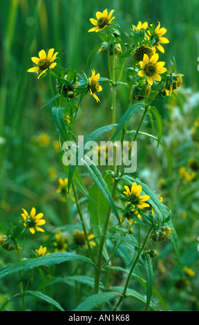 nodding bur-marigold, nodding beggar-ticks, stick-tight (Bidens cernua), blooming Stock Photo