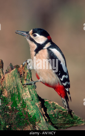Buntspecht Picoides major Great Spotted Woodpecker Voegel bird birds specht spechte woodpecker europe europa germany deutschland