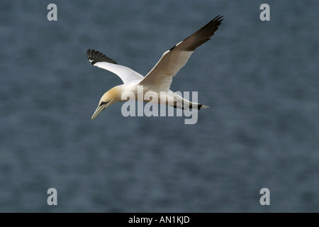 northern gannet - flying Sula bassana Stock Photo