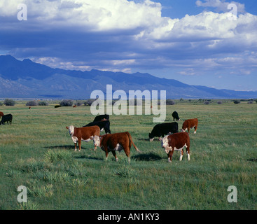 400 500 LB STEER CALVES GRAZING ON PASTURE COLORADO Stock Photo