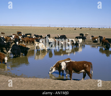 400 LB MIXED BREED CALVES IN FARM POND TEXAS Stock Photo