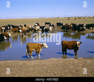 400 LB MIXED BREED CALVES IN FARM POND TEXAS Stock Photo