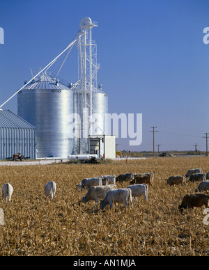 CALF HERD IN CORN STUBBLE KANSAS Stock Photo