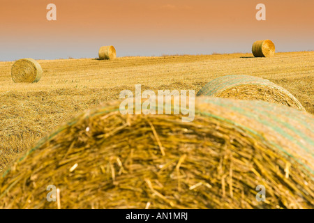 Strohballen auf einem Stoppelfeld Rools of Hay Germany deutschland Stock Photo