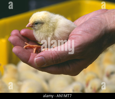 DAY OLD LAYER CHICK BEING HELD PENNSYLVANIA Stock Photo