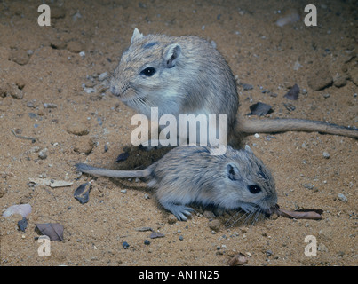 Mongolian Gerbil Meriones unguiculatus female young Close up female with young Stock Photo